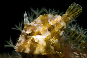 Juvenile Bristle-tail filefish (Acreichthys tomentosus), ... by Filip Staes 